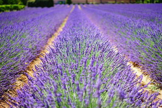 Champs de lavande