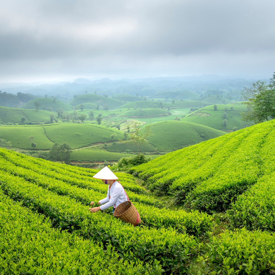 Aromandise - La Thé Box