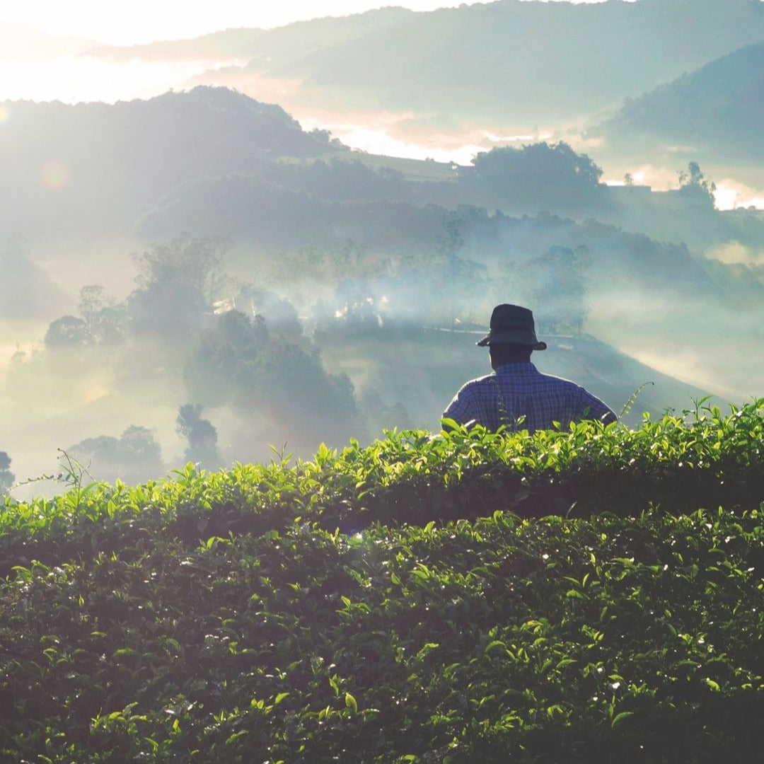 La Route des Comptoirs - La Thé Box