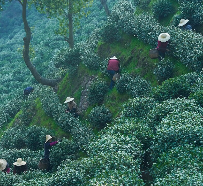 Thés de la Pagode - La Thé Box