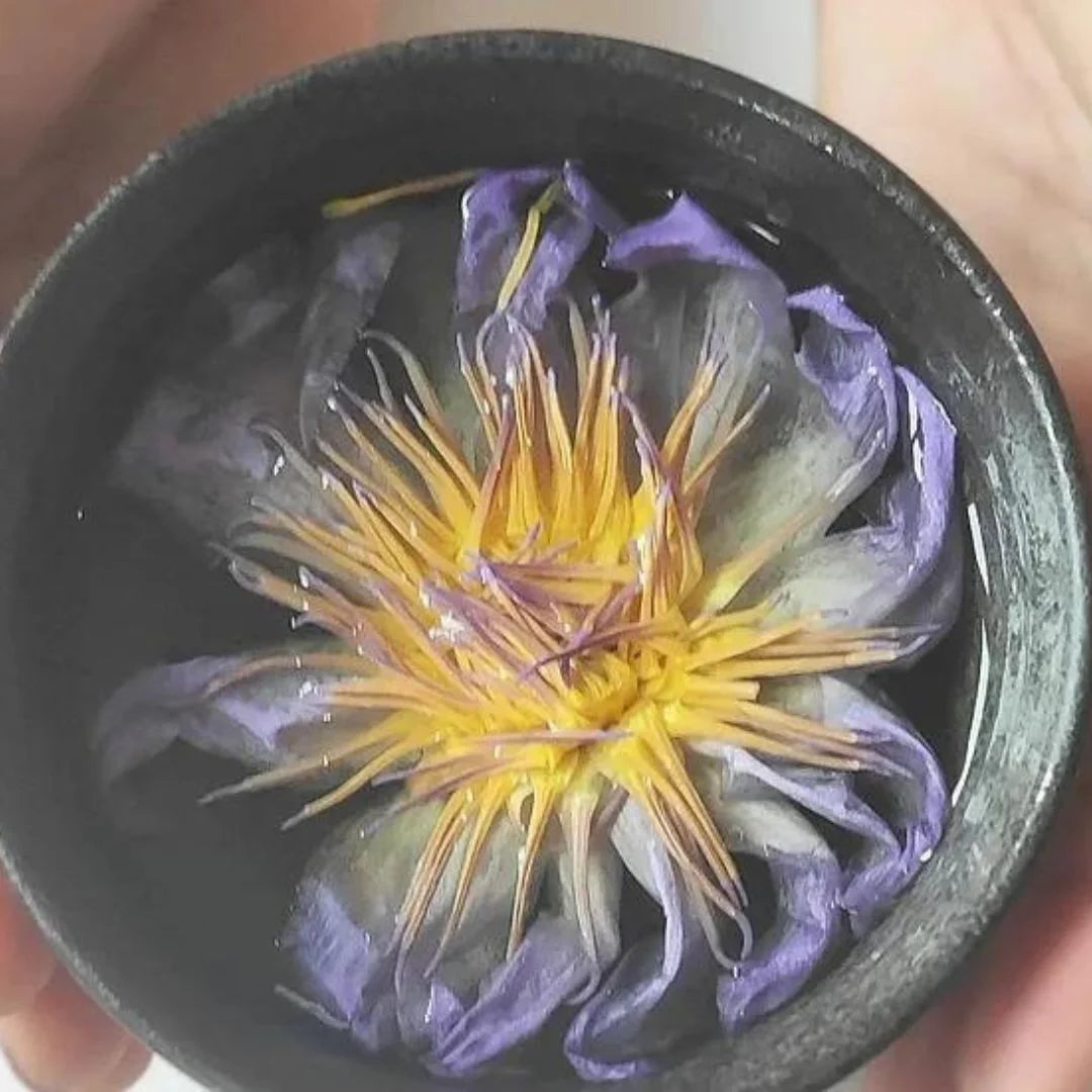 Le Lotus Bleu Botanique : des Fleurs infusées pour votre Bien-Être - La Thé Box