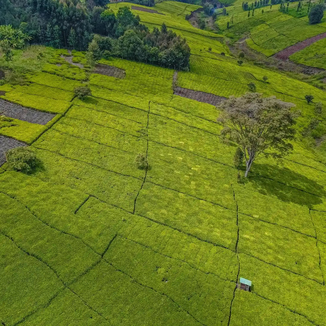 Maison Keino - La Thé Box