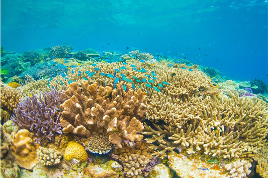 Sous l'Océan, un voyage au cœur des profondeurs - La Thé Box
