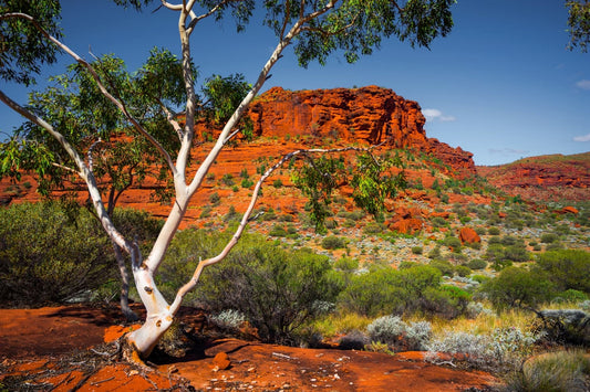 Outback