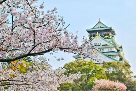 Sakura cerisiers Japon