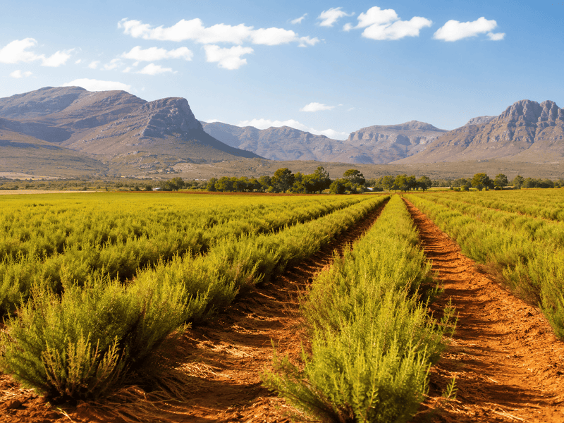 Rooibos
