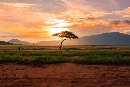 Savane