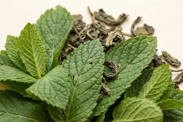 Menthe